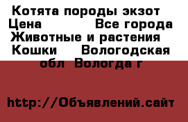 Котята породы экзот › Цена ­ 7 000 - Все города Животные и растения » Кошки   . Вологодская обл.,Вологда г.